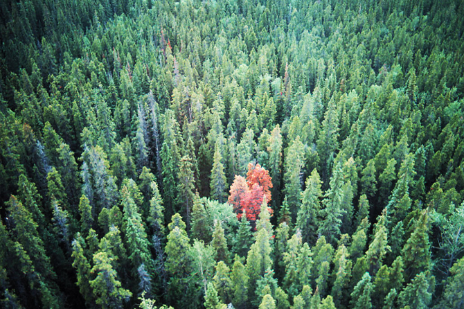 Alternative approaches for integrated area-wide management of the mountain pine beetle epidemic in Alberta