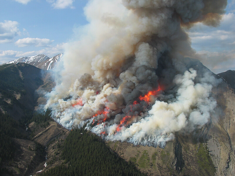Altered Mixed-Severity Fire Regime has Homogenised Montane Forests of Jasper National Park
