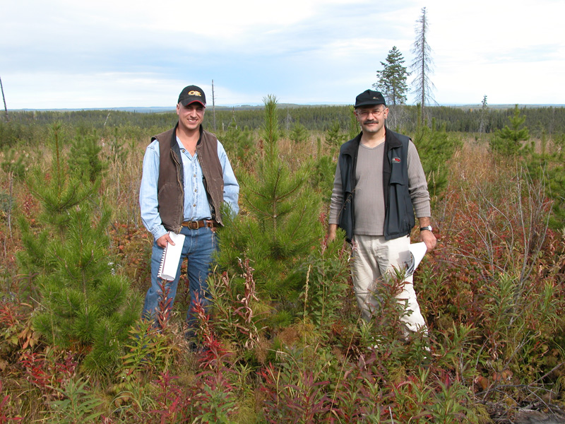 Regenerated Lodgepole Pine Project - Forest Growth Organization Of ...