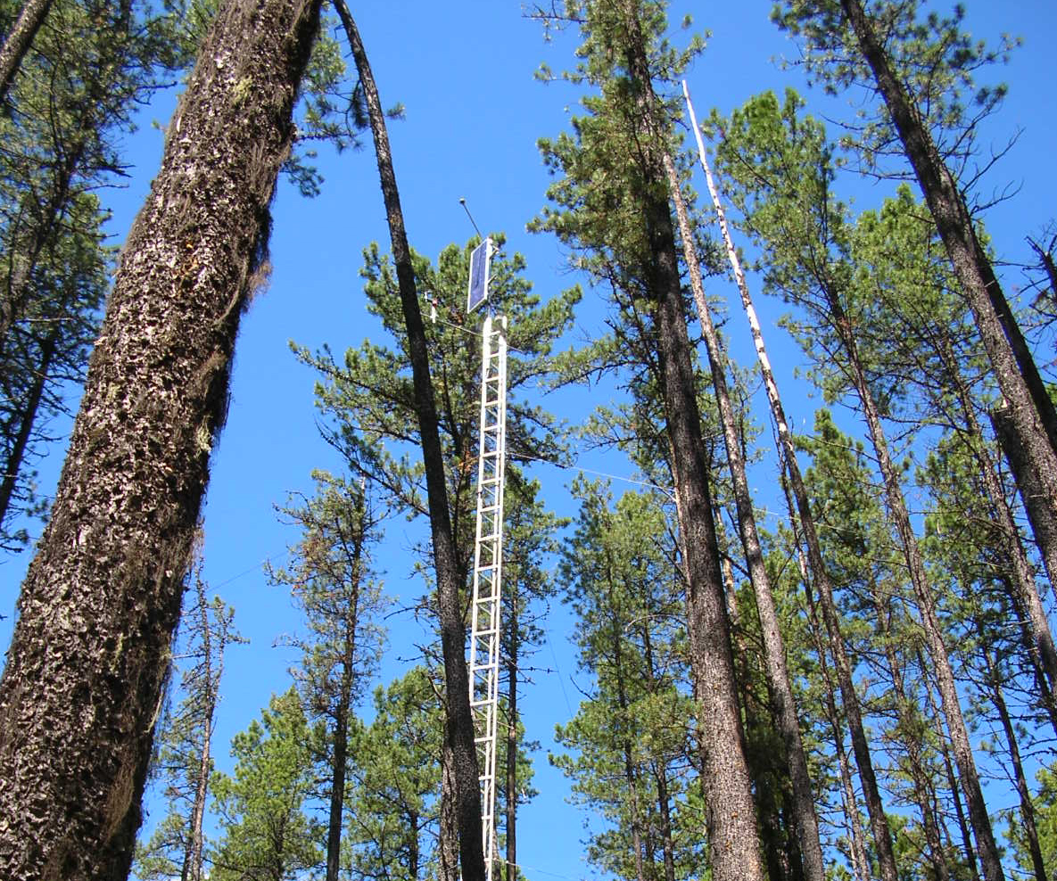 The mountain pine beetle in novel pine forests: Predicting impacts in a warming environment
