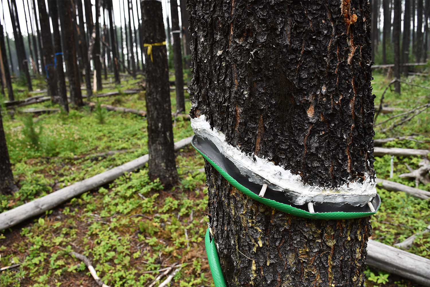 Stand-level Results at the Robb Site: Impacts of Mountain Pine Beetle on Hydrology and Vegetative Redevelopment in Lodgepole Pine Forests of West-central Alberta