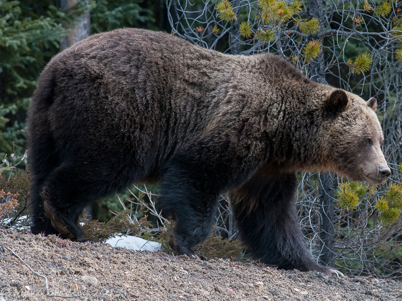 BMA 3 Estimates of Grizzly Bear Population Size and Density: Final Report