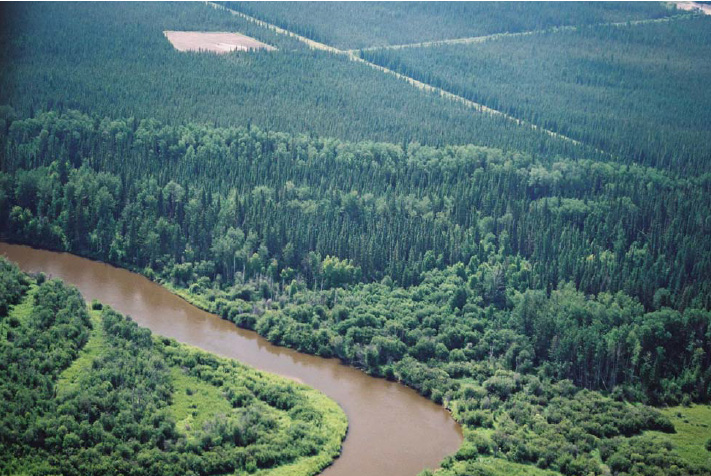 Understanding Historical Landscape Patterns on the Tolko-West Fraser High Prairie FMA Area in Alberta