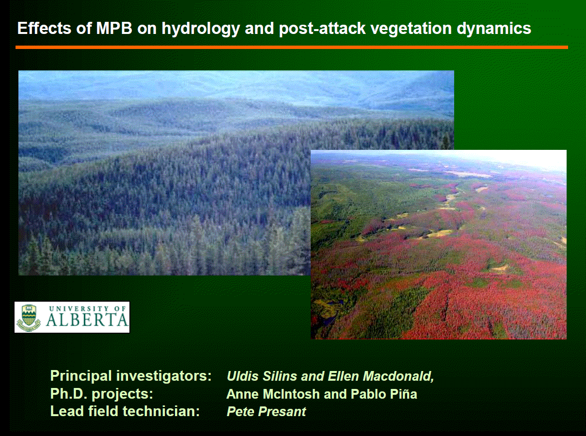 Effects of MPB on hydrology and post-attack vegetation dynamics