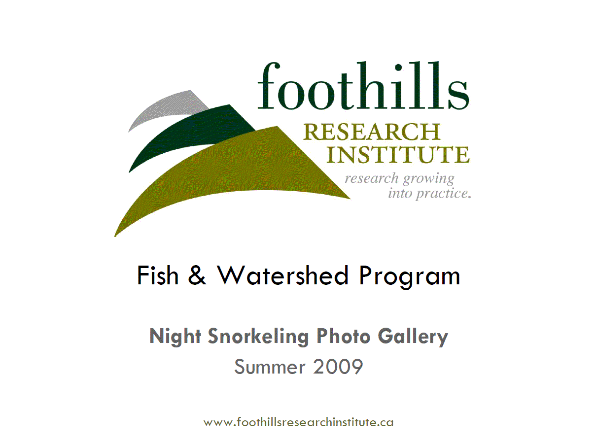 Fish and Watershed Program Night snorkeling photo gallery, Summer 2009