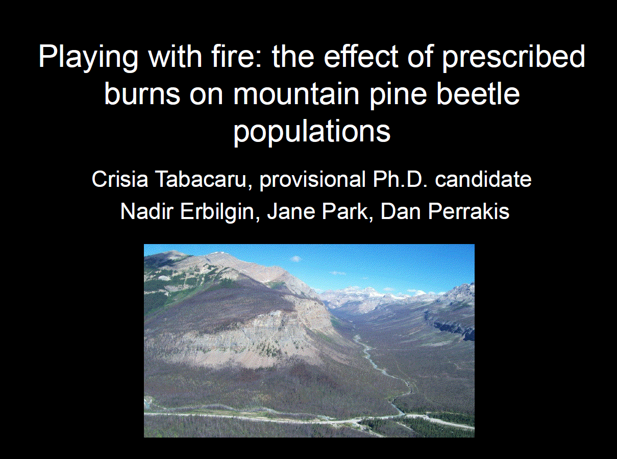 Playing with fire: the effect of prescribed burns on mountain pine beetle populations