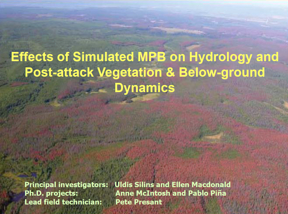 Effects of simulated MPB on hydrology and post-attack vegetation and below-ground dynamics
