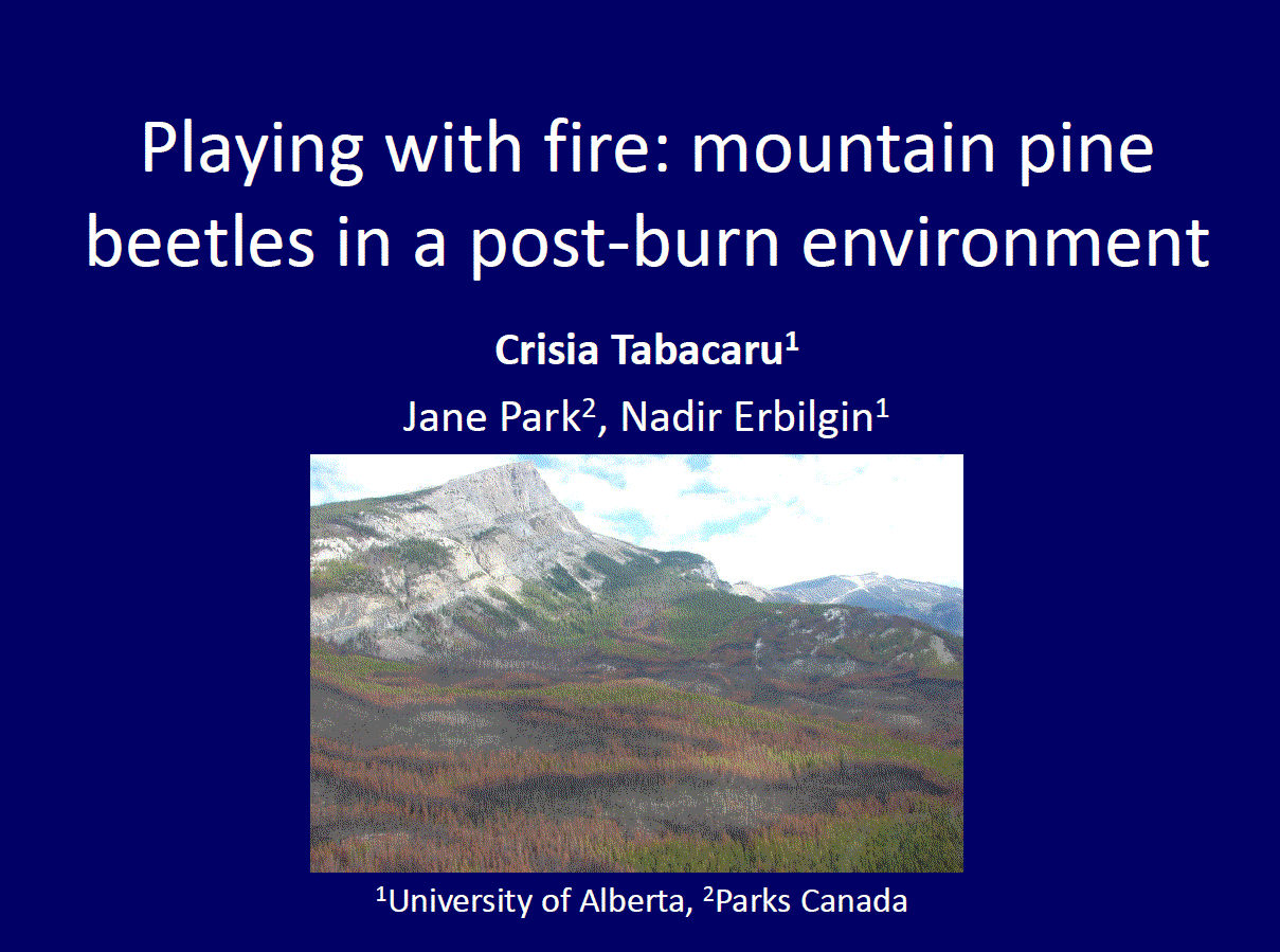 Playing with fire: mountain pine beetles in a post-burn environment