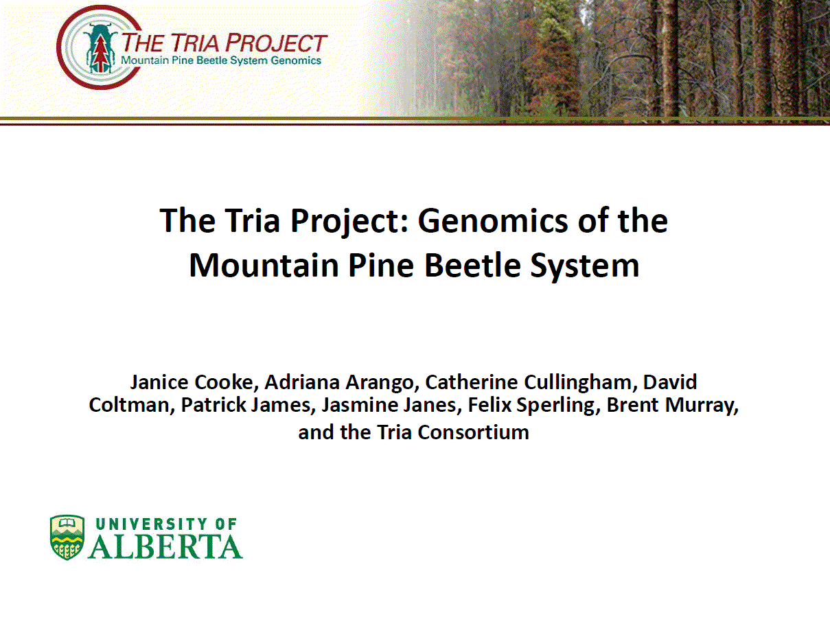 The Tria Project: Genomics of the Mountain Pine Beetle System