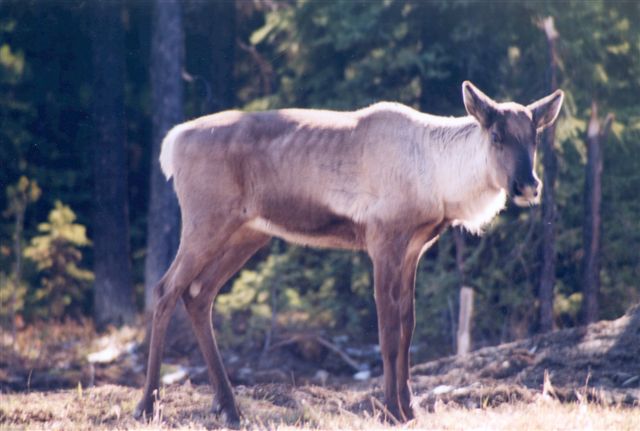 Alberta woodland caribou recovery plan 2004/05 - 2013/14: Alberta Species at Risk recovery plan no. 4