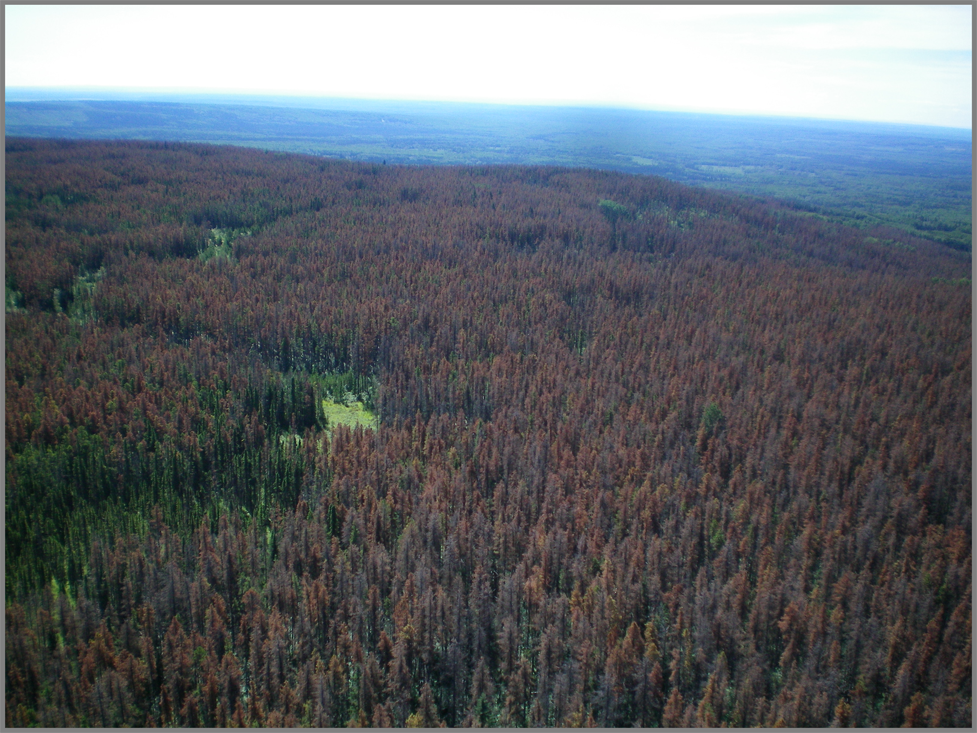 Enhanced Mountain Pine Beetle Decision Support Tool