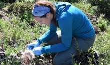 Investigating a Caribou Mortality