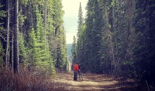 Stalled: Seismic Lines in Caribou Ranges Are Not Regenerating