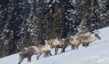 Calves and Calve Nots: Predicting Caribou Reproduction from Movement Rates