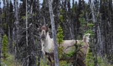Postdoctoral Fellowship Opportunity in Habitat Management for Woodland Caribou