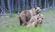 New Estimates for Grizzly Bear Populations in Alberta