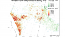 Forecasting eruptive dynamics and spread of Mountain Pine Beetle in East-Central Alberta | MPBEP Webinar