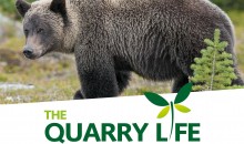 Bears, Awards, Quarries