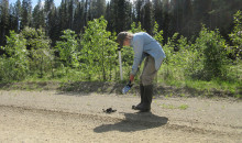 Picking Up What They Are Dropping Down: What We Can Learn from Grizzly Bear Scat