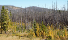Fire Severity-Mediated Dynamics of the Southwestern Alberta Foothills | Webinar