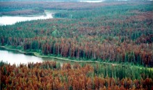 Mountain Pine Beetle Ecology Program: Request for Expressions of Interest