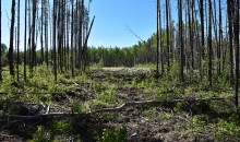 Mountain Pine Beetle Ecology Program Request for Expressions of Interest for Research