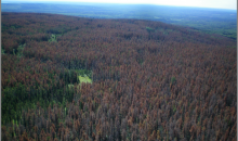 Enhanced Mountain Pine Beetle (MPB) Decision Support Tool (DST) web application is now live