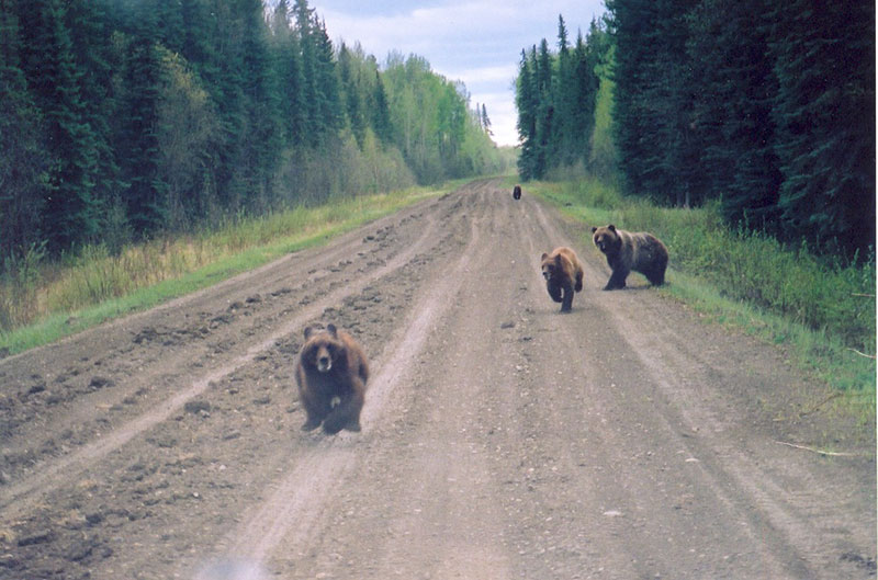 Grizzly Bears on a Road