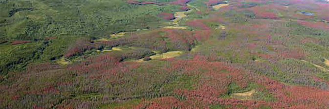 Landscape with red-attack and green trees