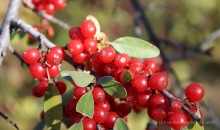Canada buffaloberry, Wikimedia Canada buffaloberry, Wikimedia