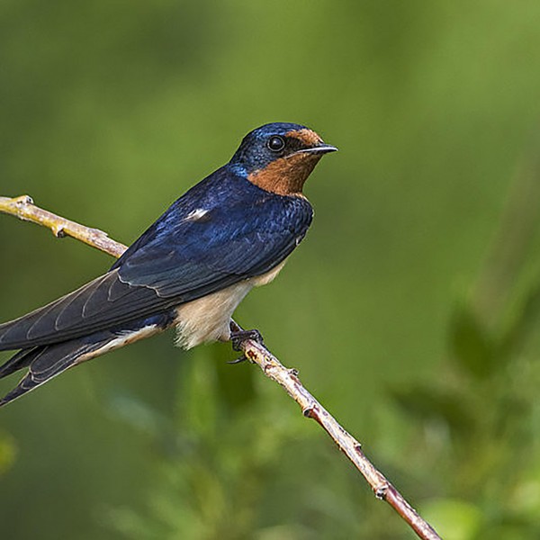 Barn Swallow Fri Research