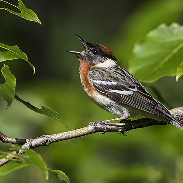 Image of Bird
