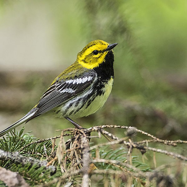 Image of Bird