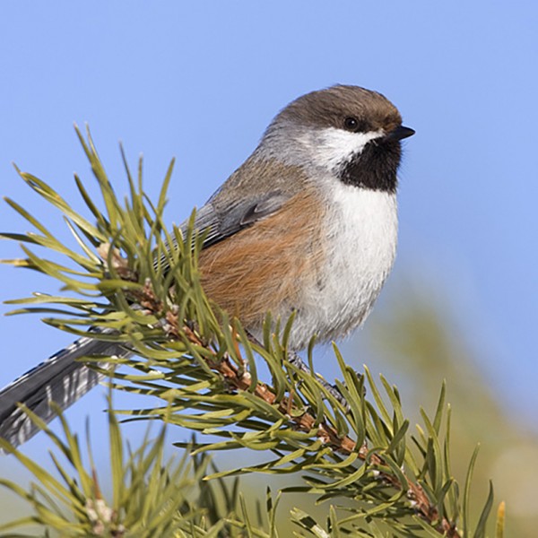 Image of Bird