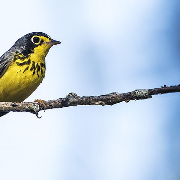 Image of Bird