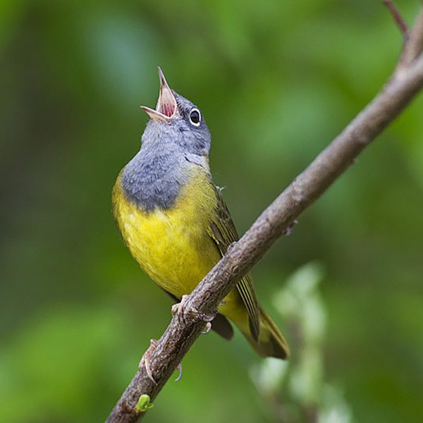 Image of Bird