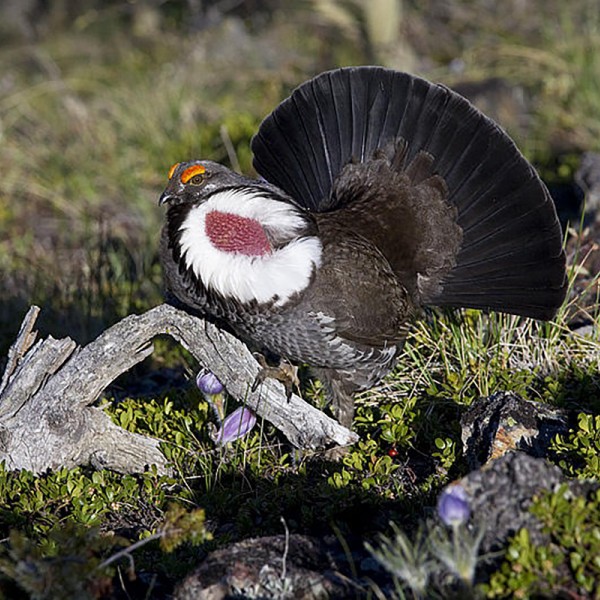 Image of Bird