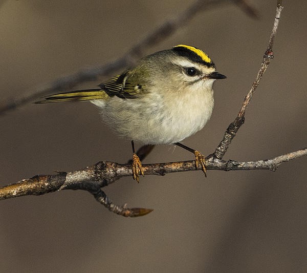 Image of Bird