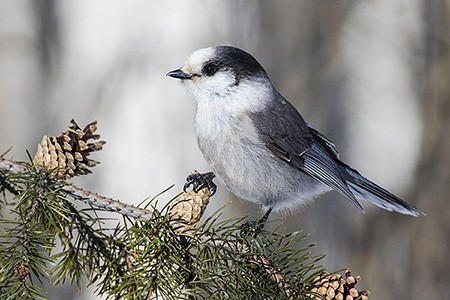 Image of Bird