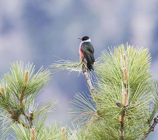Image of Bird