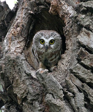 Image of Bird
