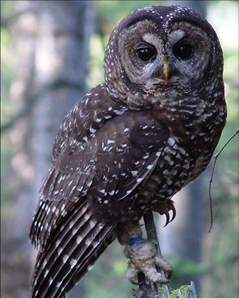 Image of Bird