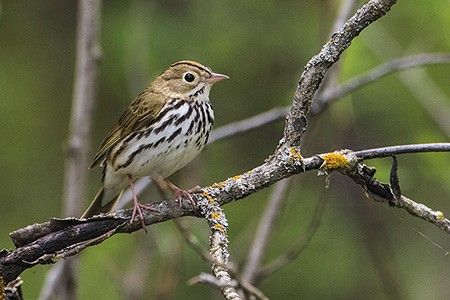 Image of Bird