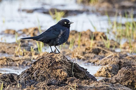 Image of Bird