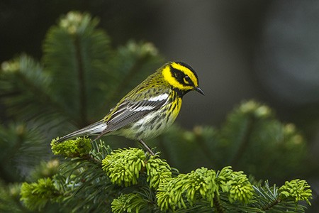 Image of Bird