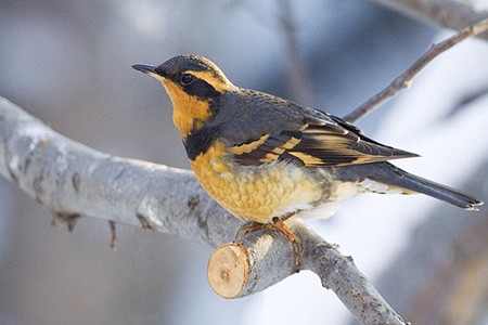 Image of Bird