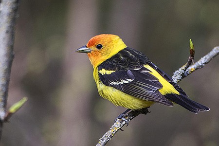 Image of Bird