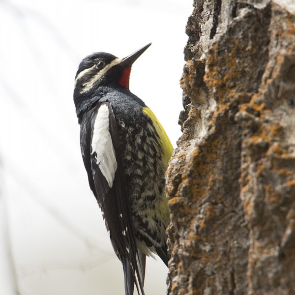 Image of Bird