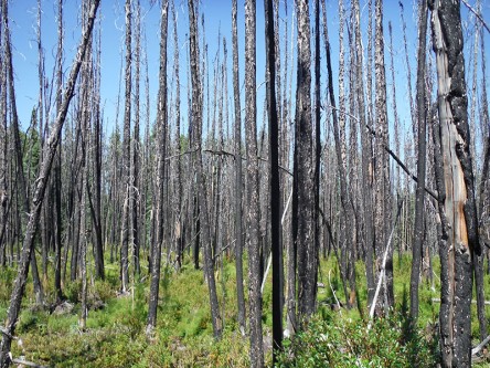 Determinants of Wildfire Remnant Survival