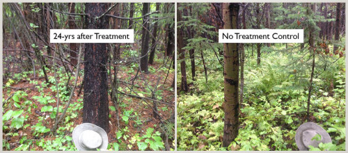 Side by side comparison of two mixedwood forests, one treated 24 years ago with herbicide, the other not.